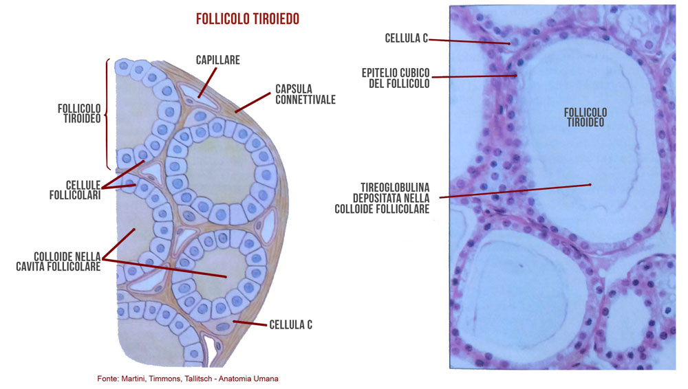 Fig 2 mod 2